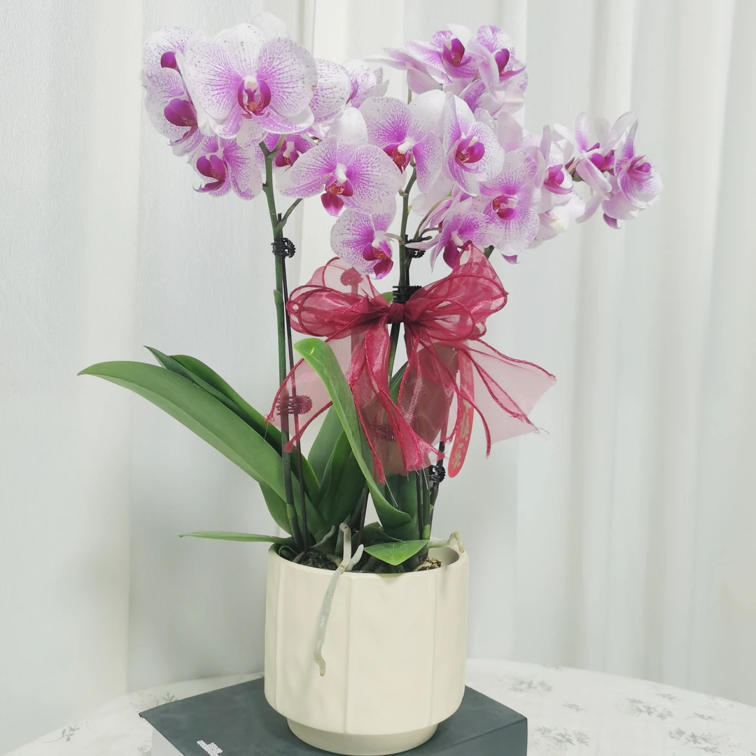【丽莎】蝴蝶兰 粉色中型花 好看耐养 送人送礼