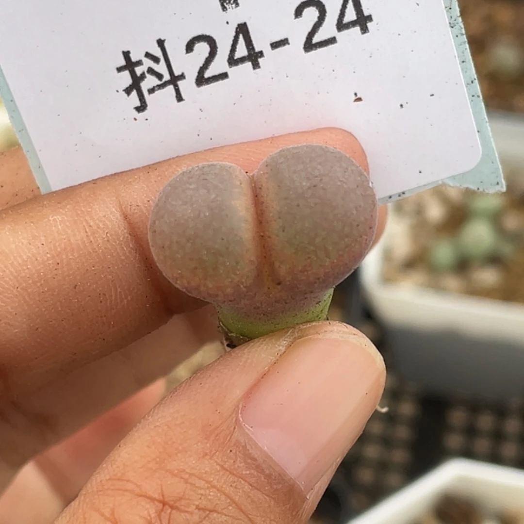 水***冻24-24肉锥多肉植物