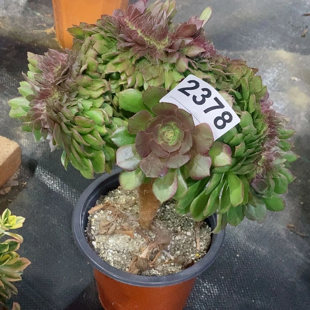 红陶2378万缀4多肉