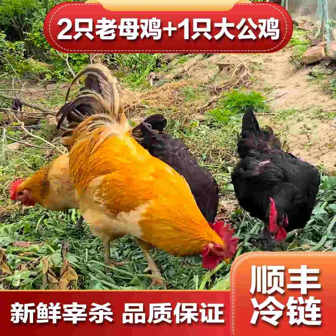【2母1公】散养黄油老母鸡+1公鸡 净重10斤+  赠参+菌包 顺丰冷链