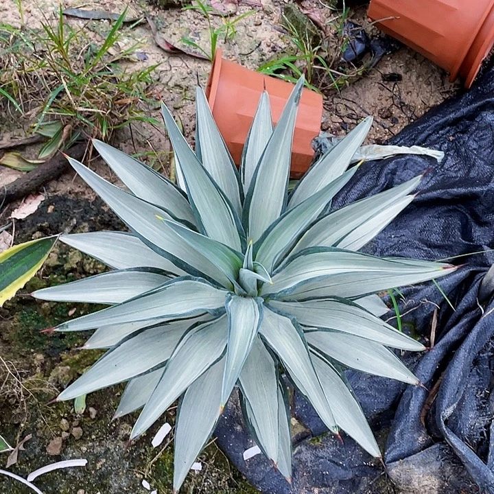 完全开放块银龙舌兰裸根发货45cm