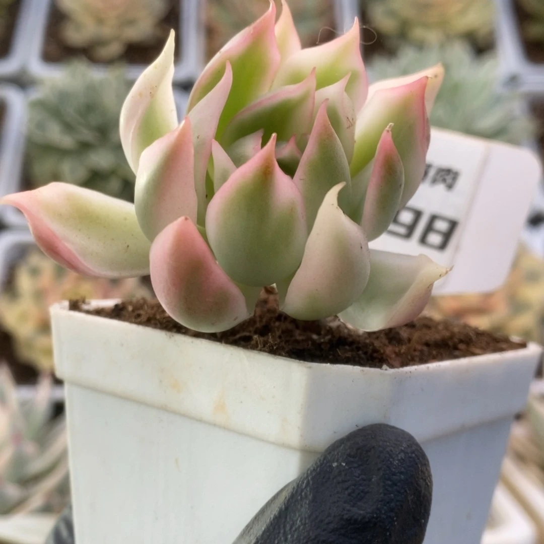 398宝莲灯锦锦锦锦锦锦锦