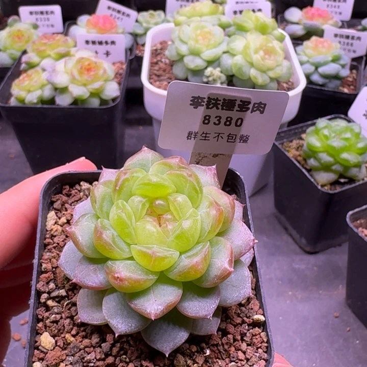 8380编号100一物一拍5cm盆