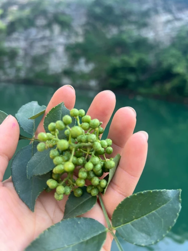 贵州特产新鲜嫩花椒，带叶子发货，食用特香