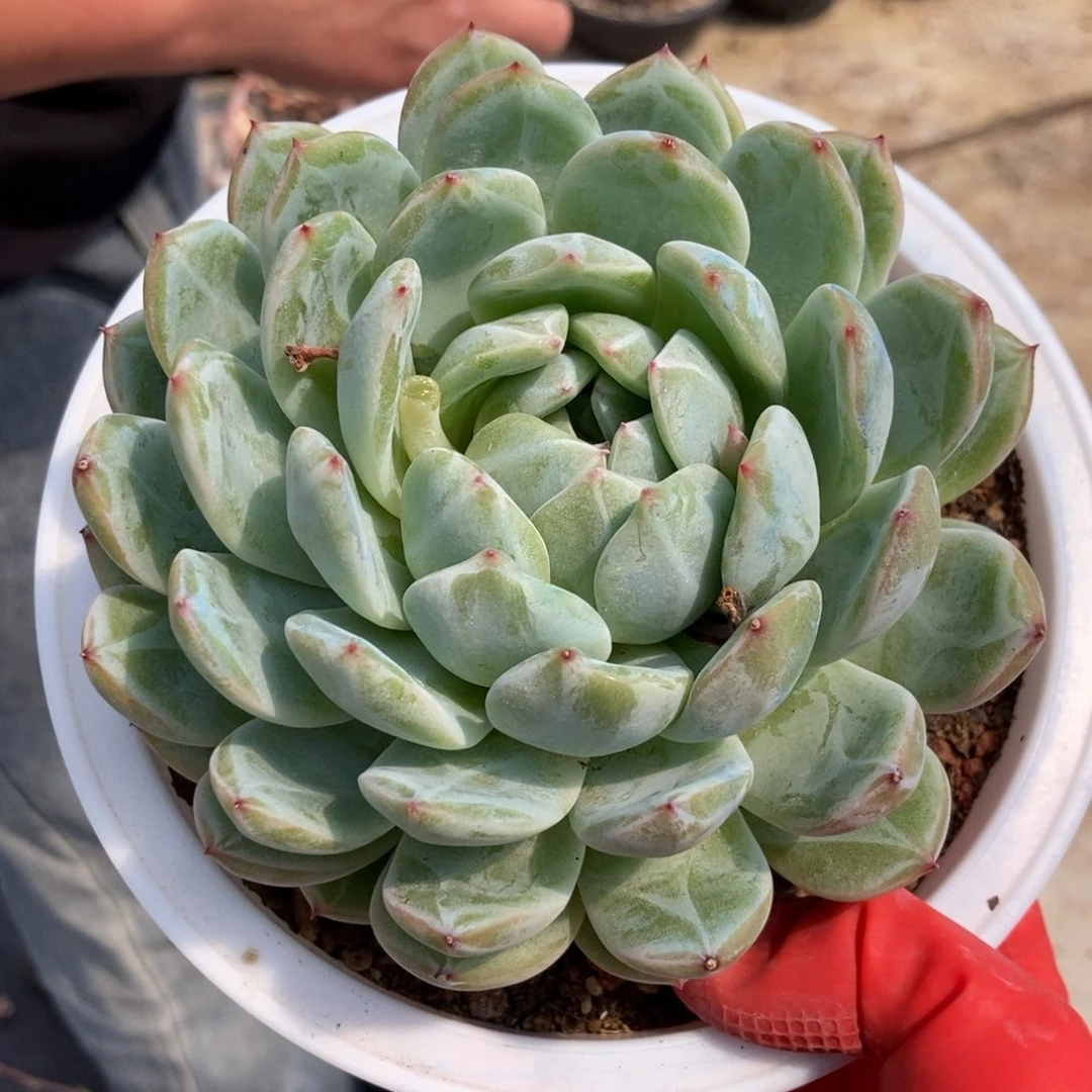 8-6雪花珍妮随机单头