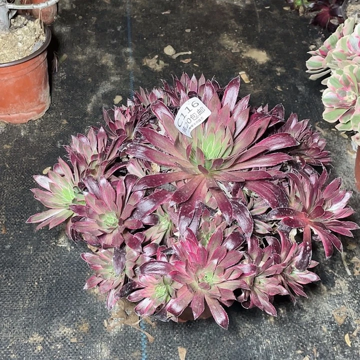 116孔雀锦多肉法师多肉