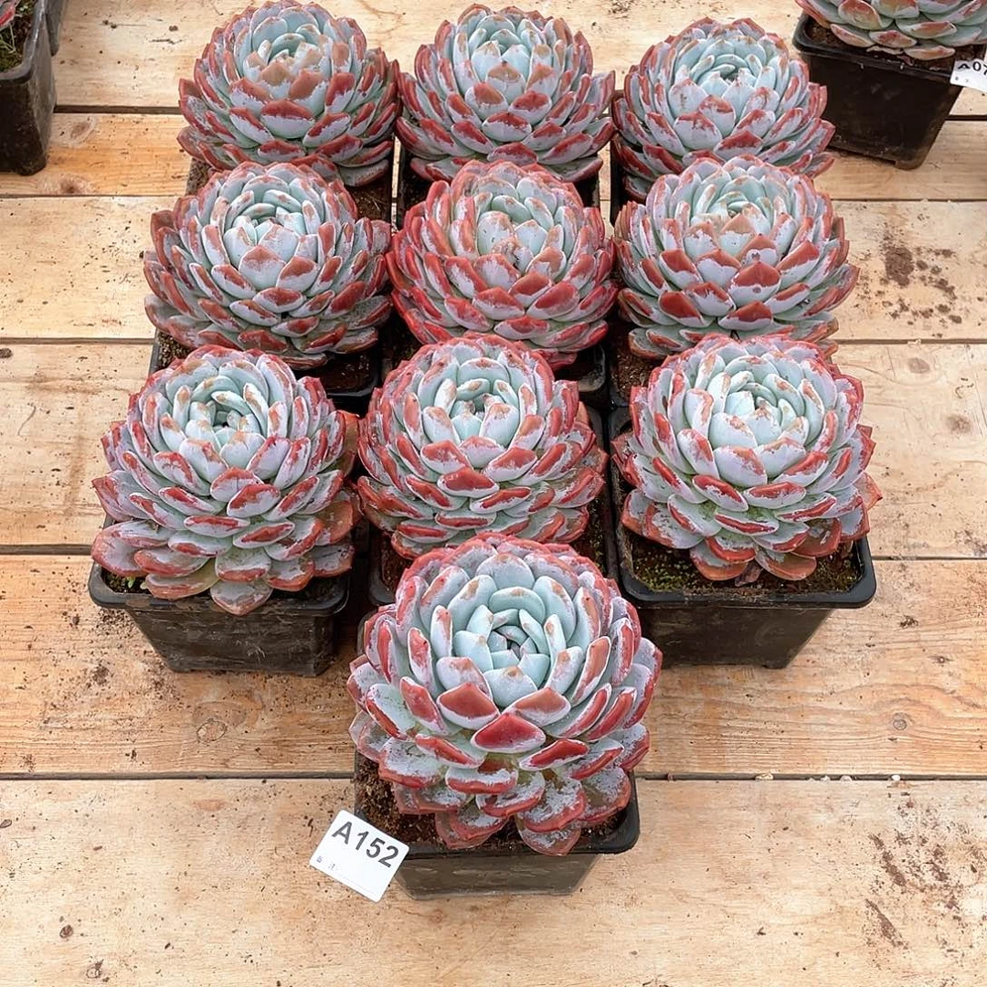 秀***中152多肉植物多肉植物