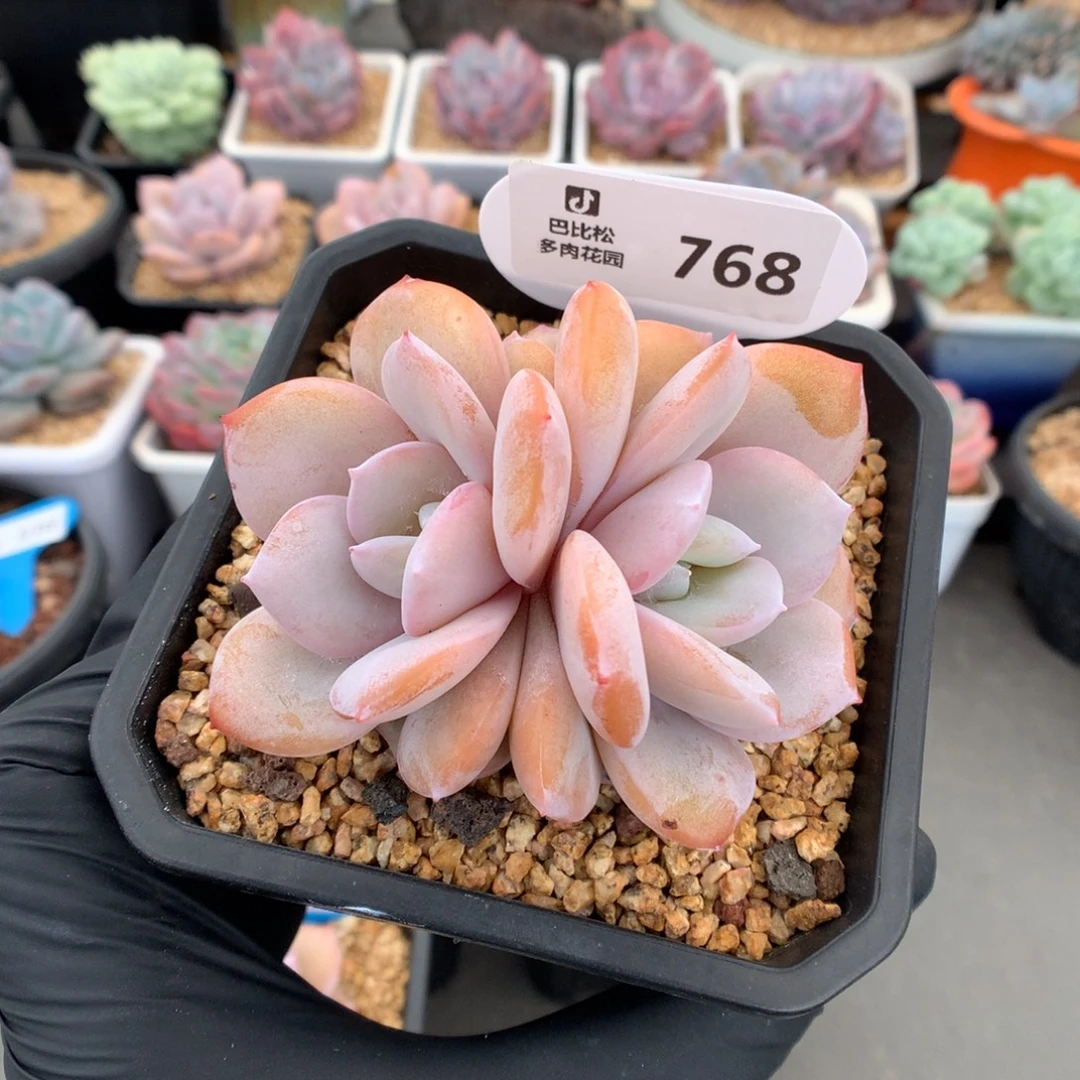 768 双心奶茶多肉