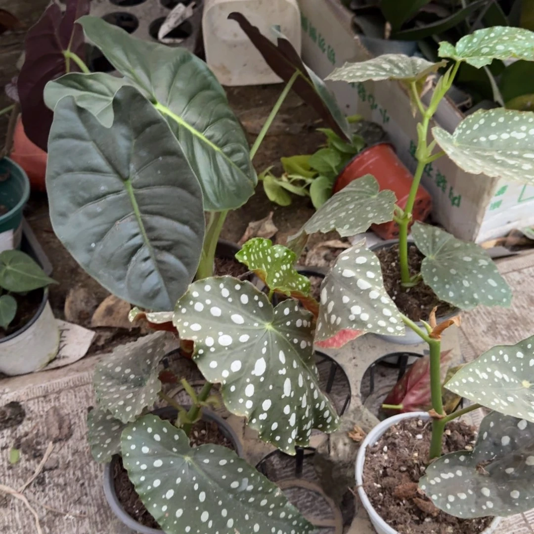 完全开放秋海棠金龙骨组合无售后