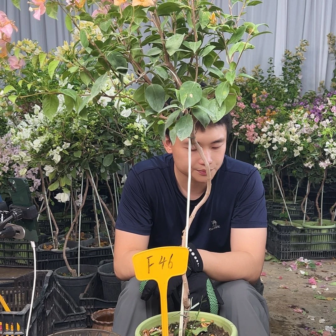 T***L大部分花苞少量开放F46金发