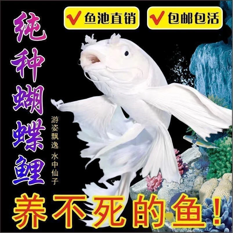 纯种蝴蝶台湾冷水贵妃鱼苗锦鲤短身长尾球体小鱼淡水观赏鱼蝴蝶鲤