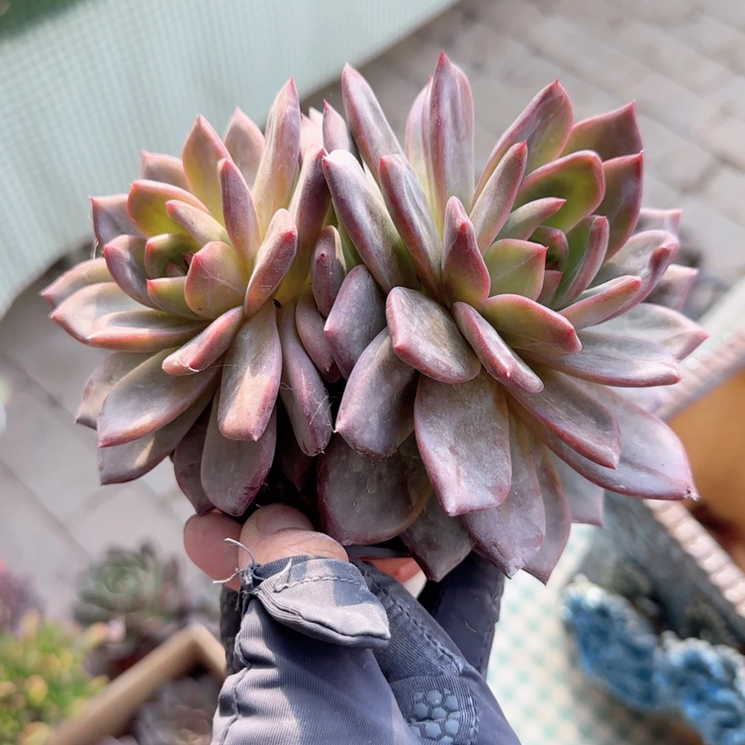 无花朵果冻橙双头
