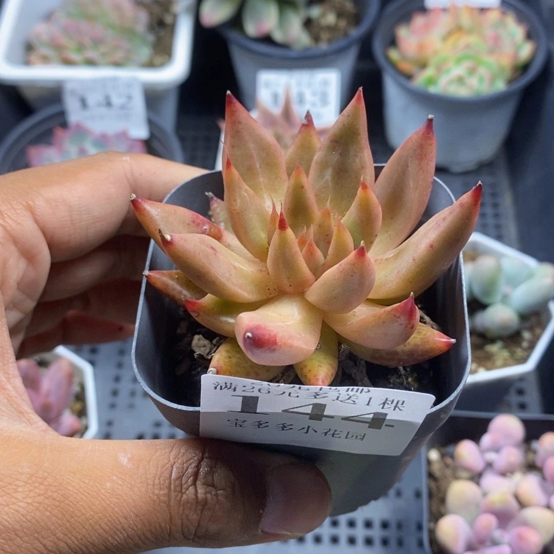 黄灵魂一物一拍满20包邮满26送一颗多肉