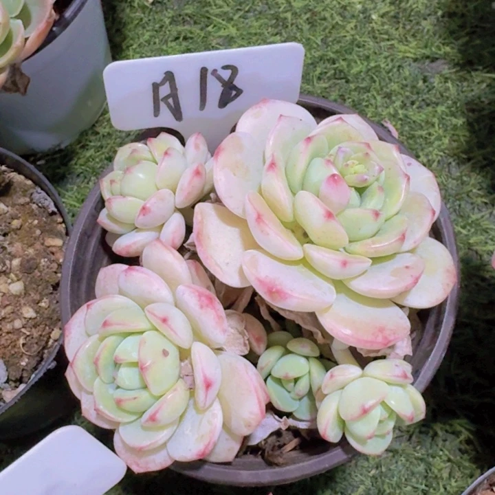 健健康康平平安安