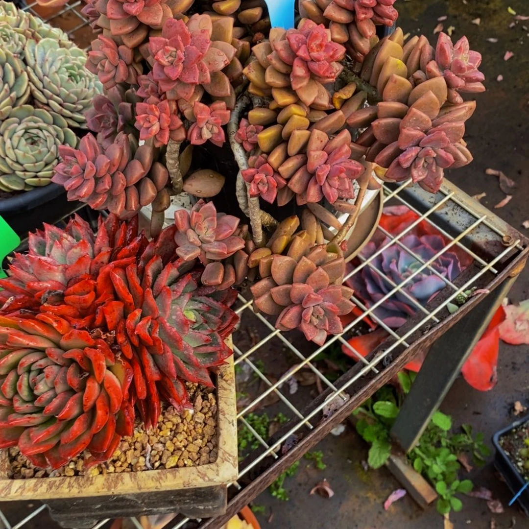 看****姬胧月16。