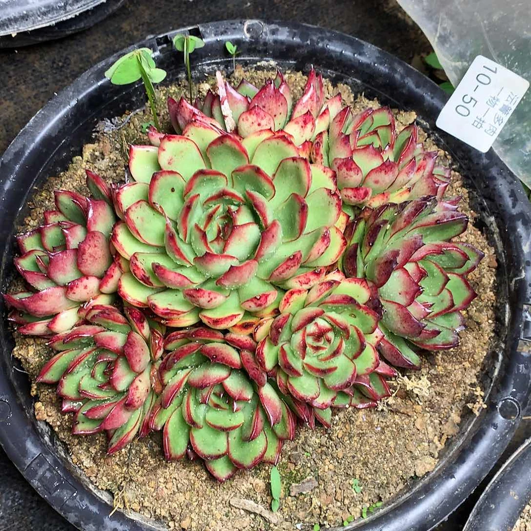 宝利一物一拍10-50