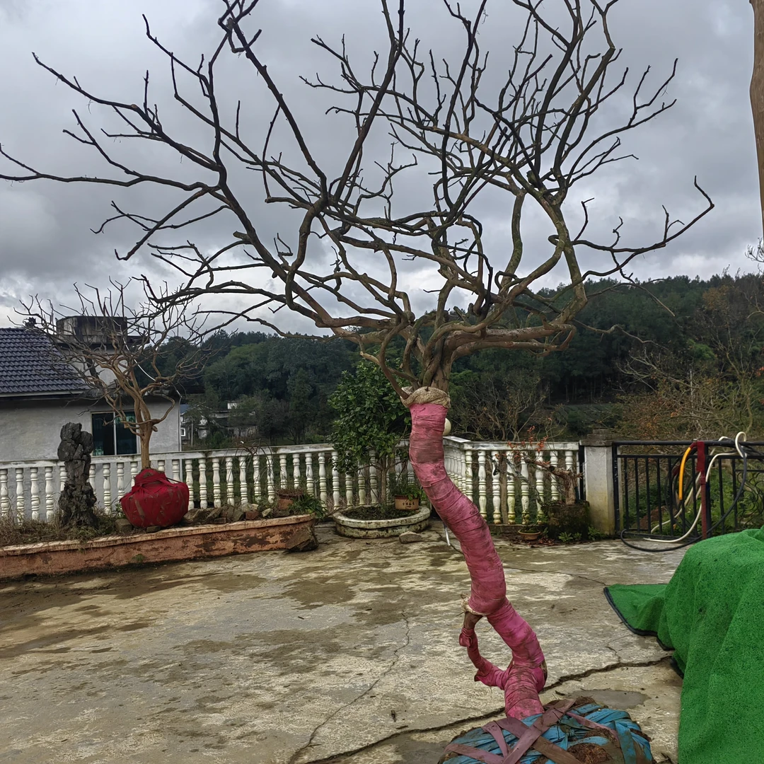 贵州原生品种老紫薇红花两棵