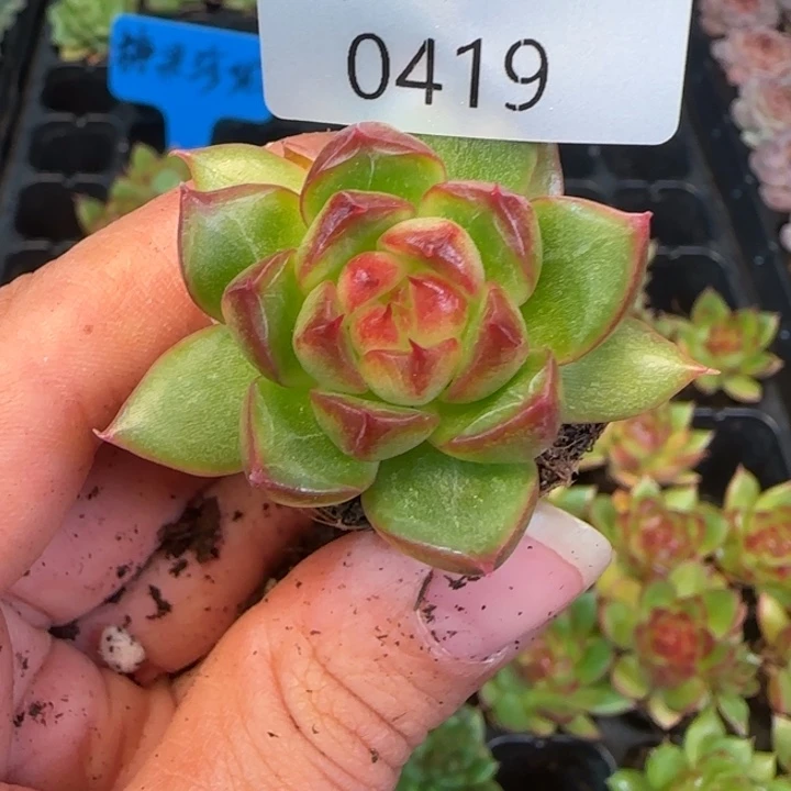 韩版糖果珍妮479号一颗的价格