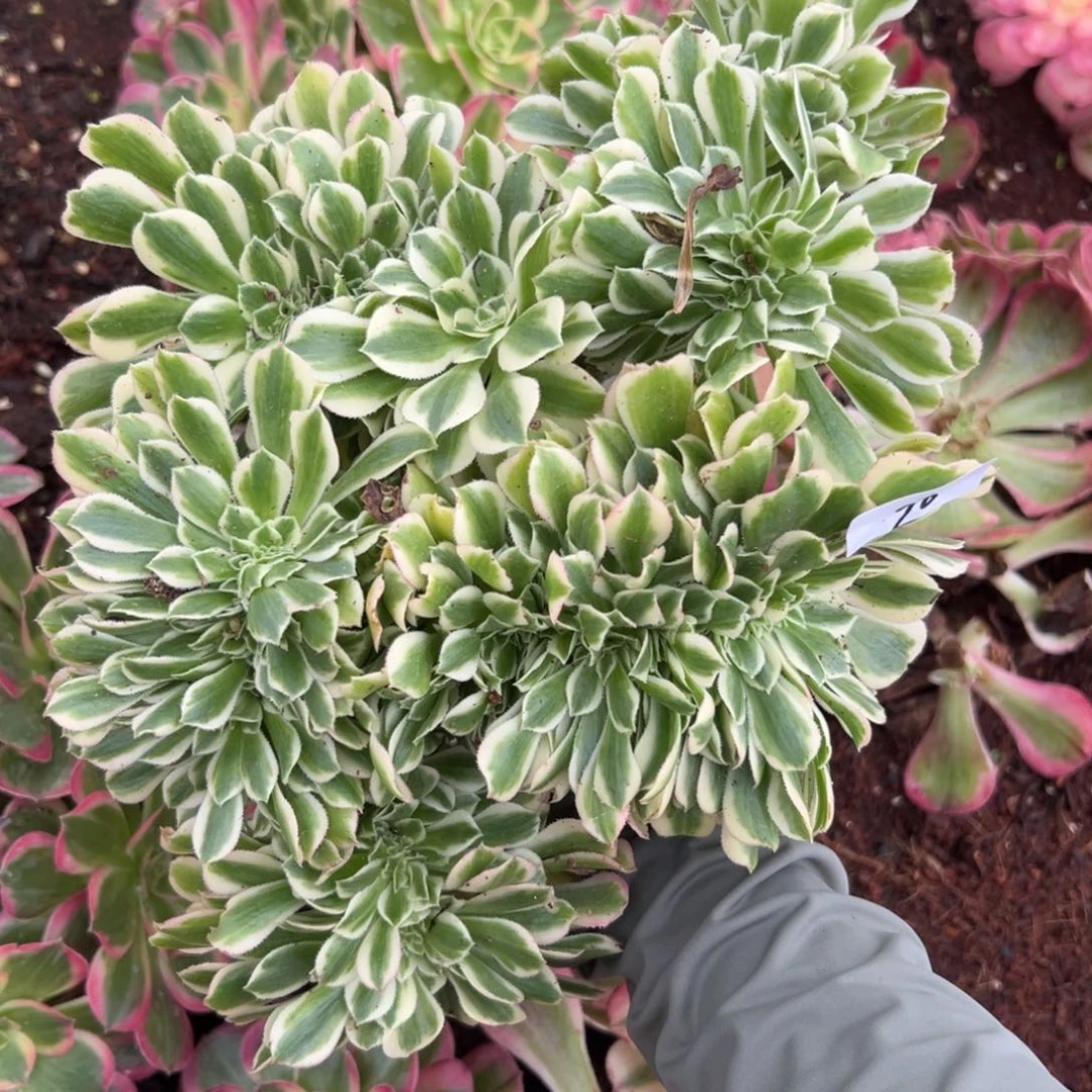 90迈巴赫缀多肉猪