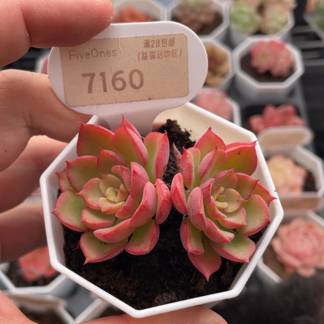 高贵7160-6.5厘米