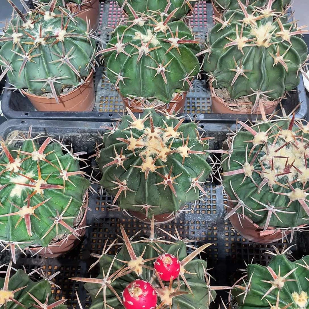 11cm实生宽粗刺王凌波