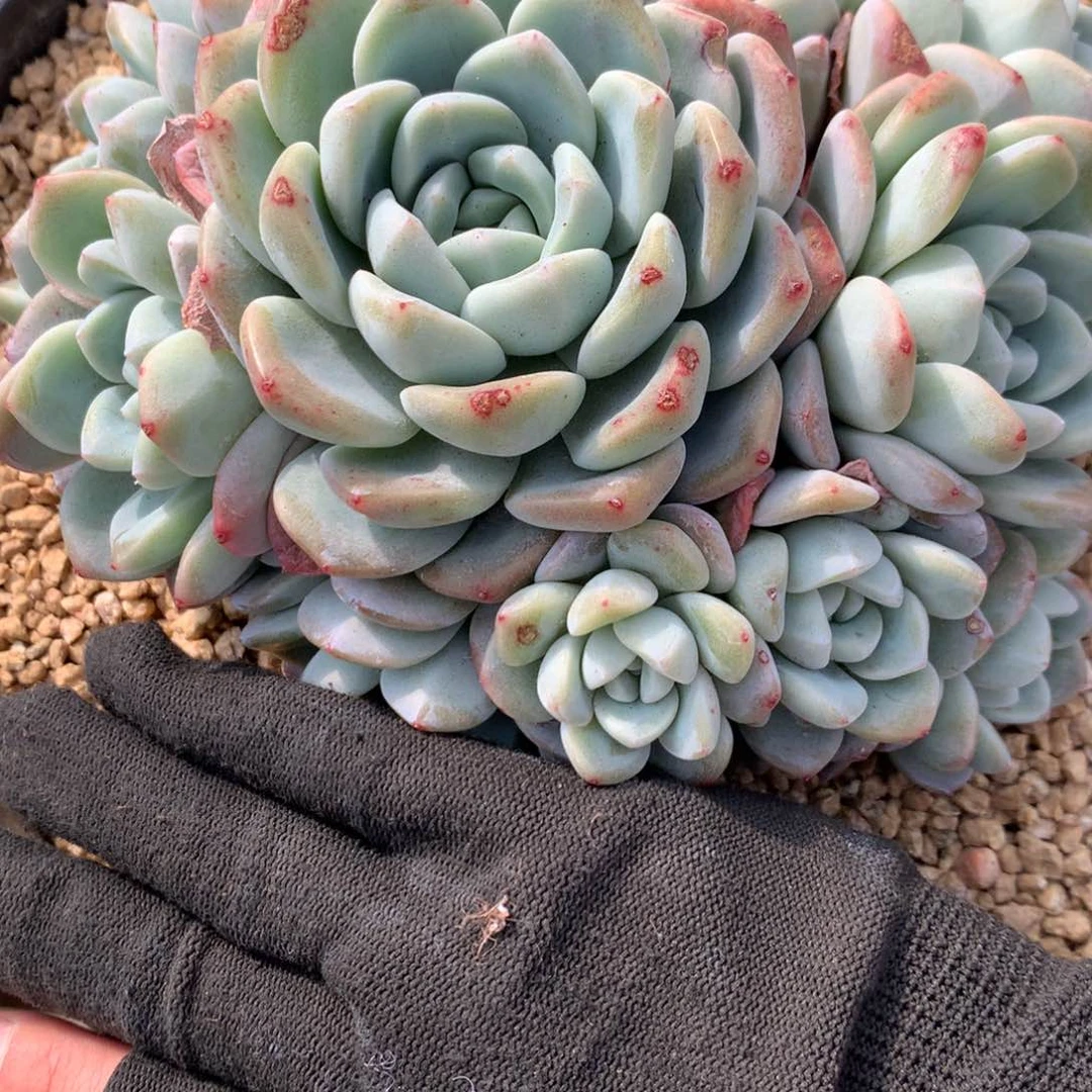 阿**姐A693售后范围：签收起7天内，录开箱视频