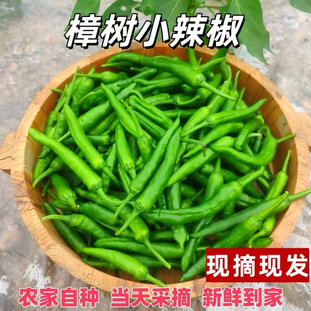 【微辣】樟树薄皮小辣椒鲜嫩微辣农家种植现摘现发湖南品种虎皮辣椒