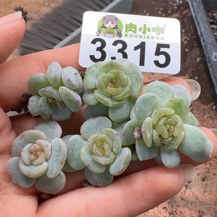 多肉植物多肉植物