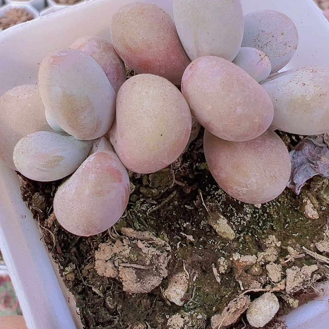 双头桃蛋19包邮多肉植物