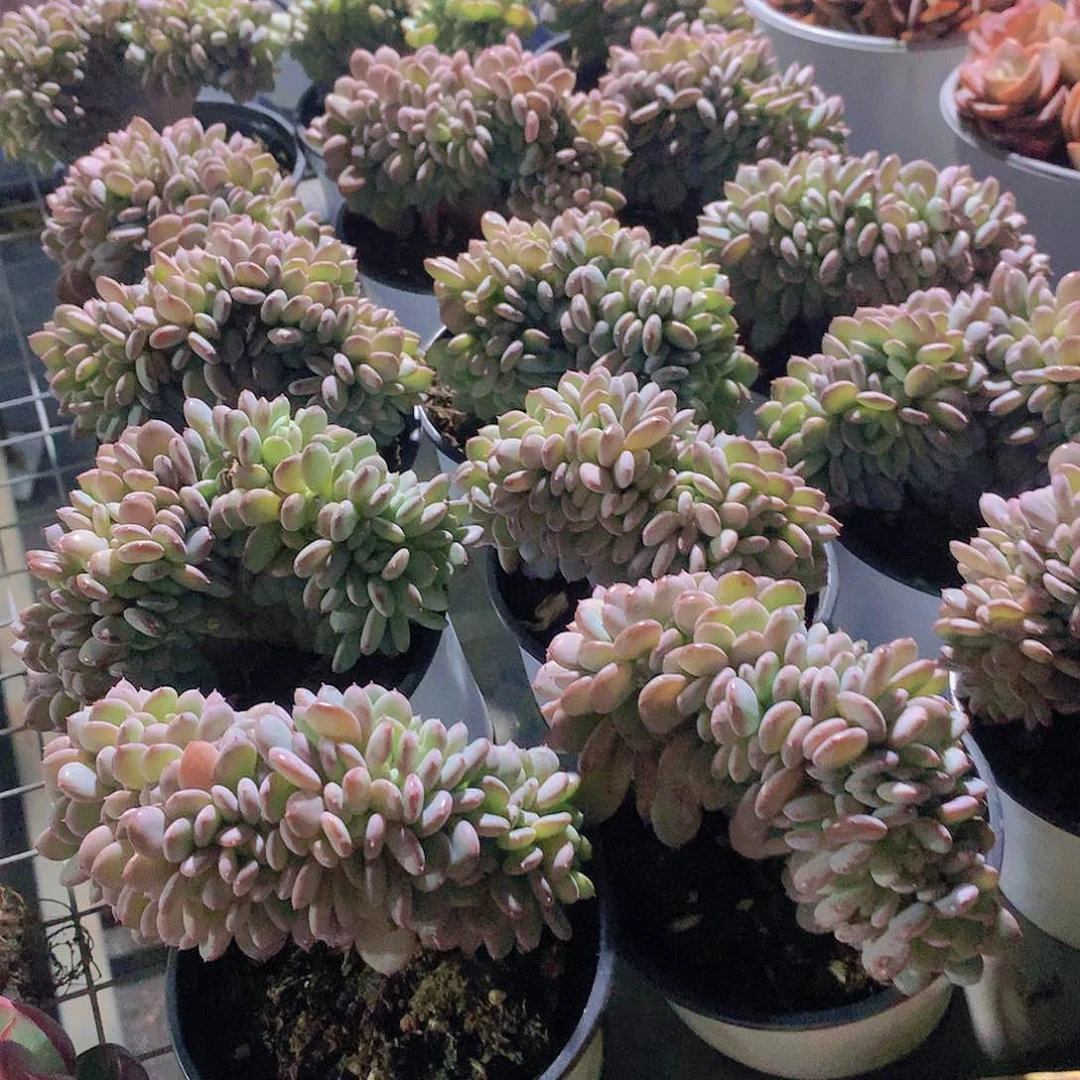 粉珍妮缀化2345677999000