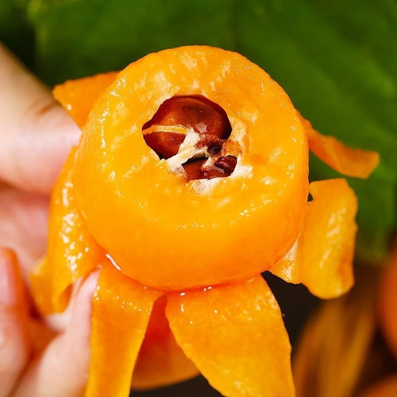 大叔家的高山枇杷四川高山孕妇水果甜蜜多汁