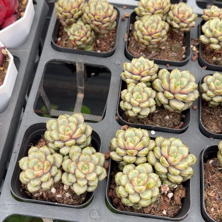 葡萄群一颗量拍多肉满18元包邮