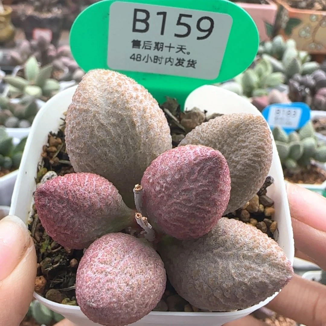 福利。       159。