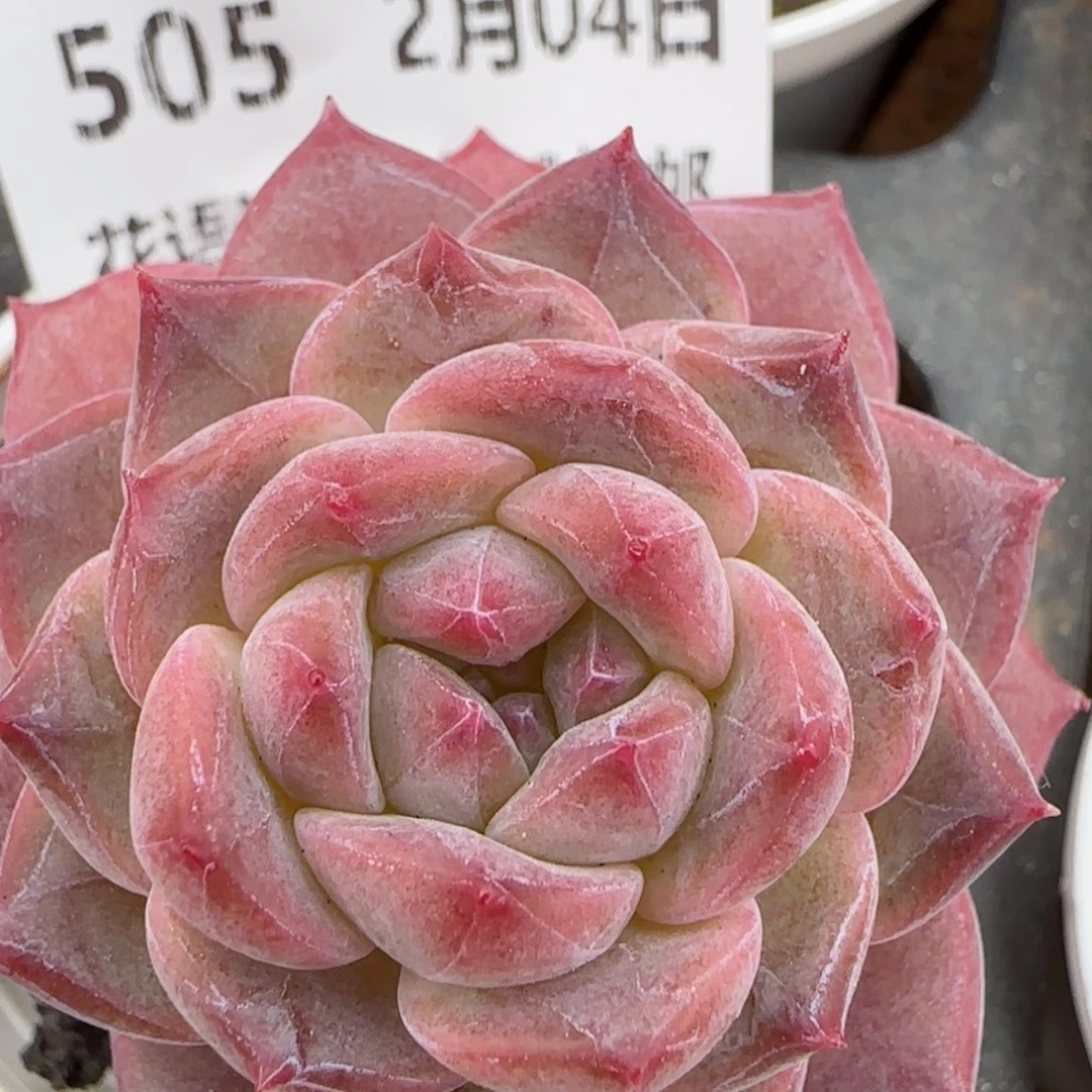 花语逸镜0204-505