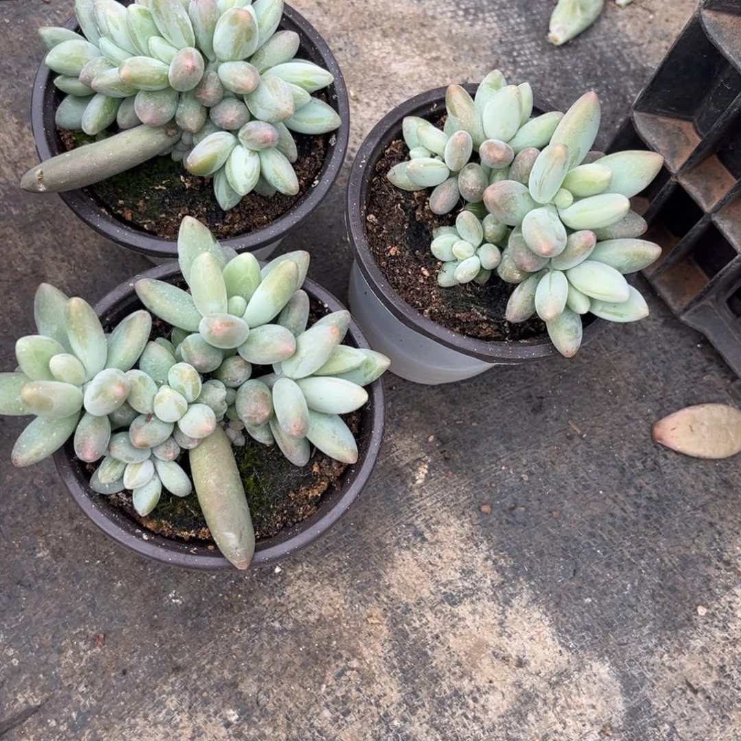 弘***肉多肉植物白兰地多肉