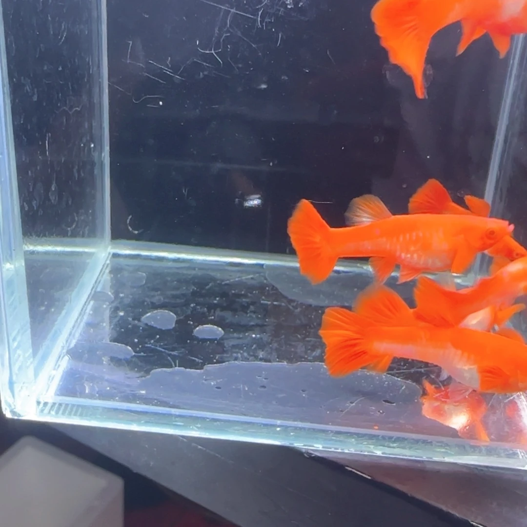 孔雀鱼鸿运分水6条