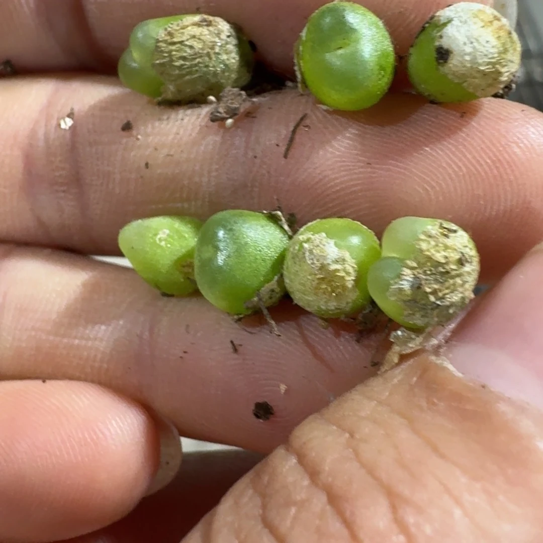 一个一组sh2606 259号