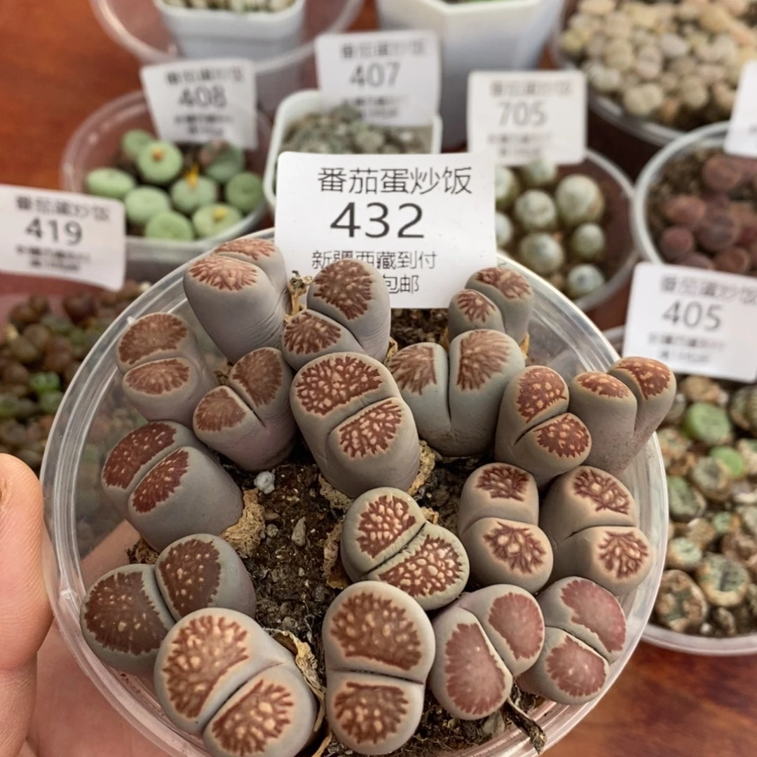 感谢您的光临，00432