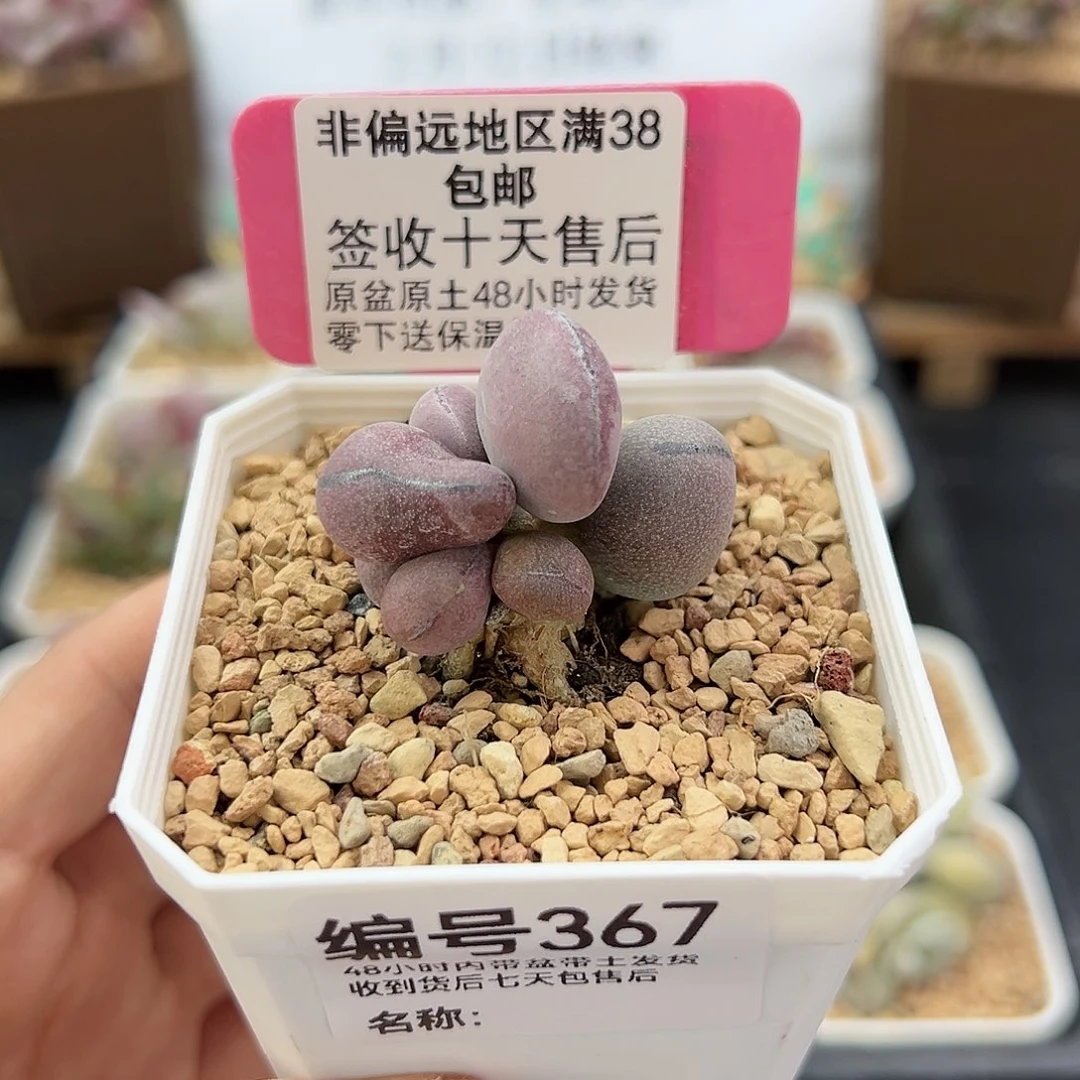 367球球紫蛋多肉