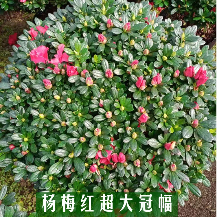 一物一拍大冠幅比利时杜鹃花大红色杨梅红四季开花绿植家庭花卉