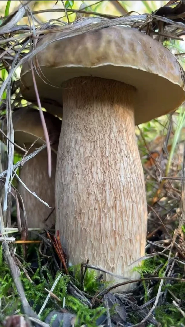 (削根发货)云南特产新鲜美味牛肝菌顺丰包邮送到家