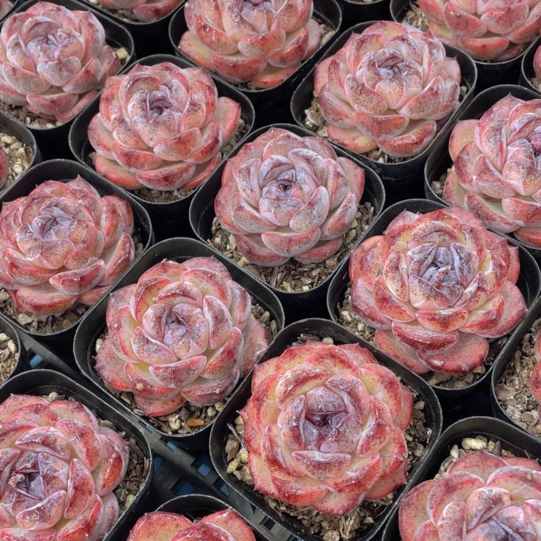 量拍33号 丸叶全状态糖心黑橙单头一个