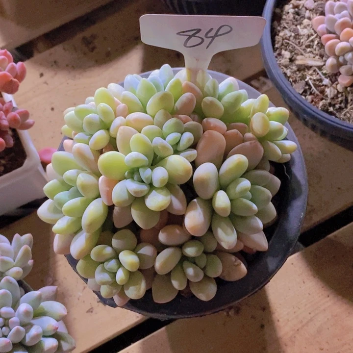 是的呢哈哈好期待这个