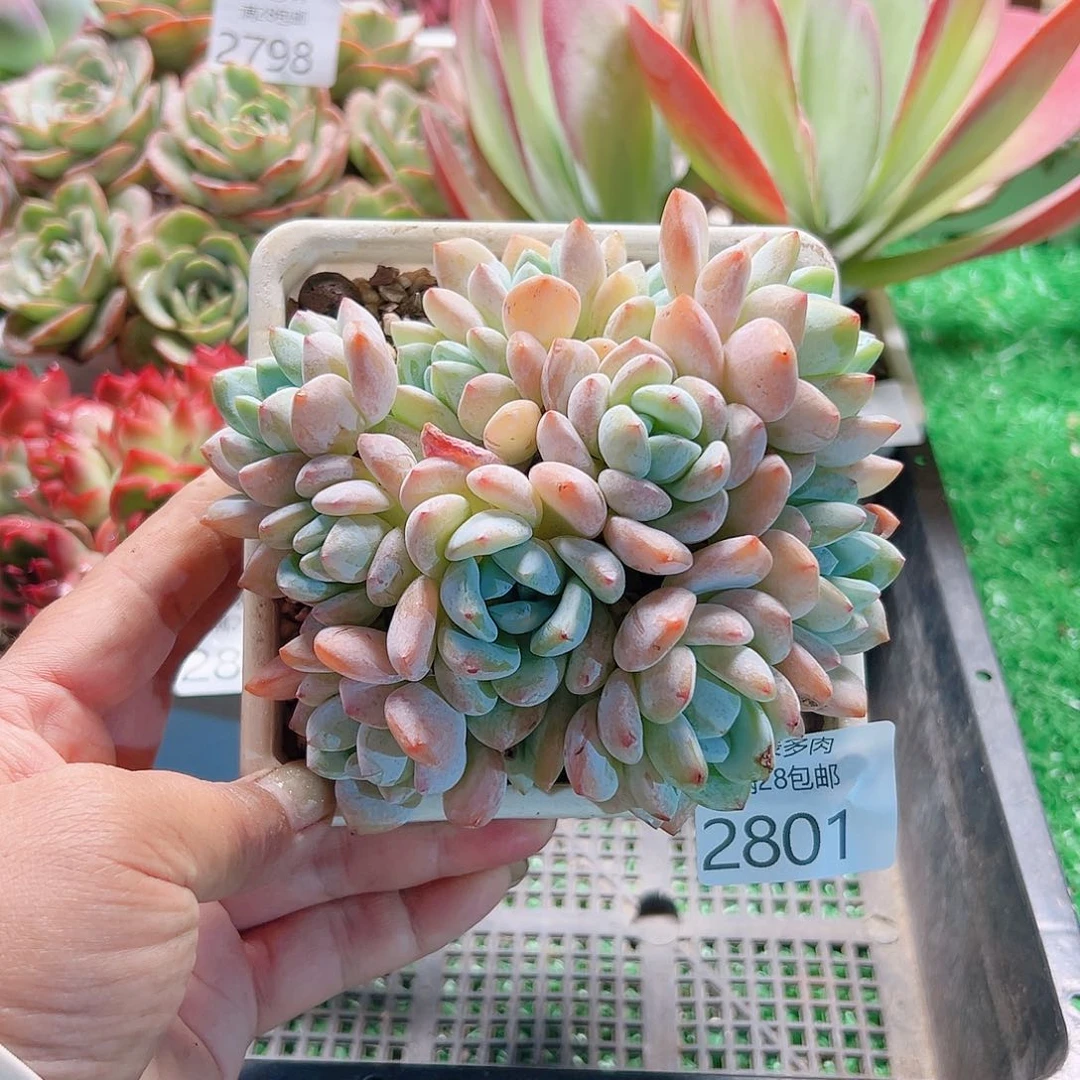 多肉一物一拍植物2801