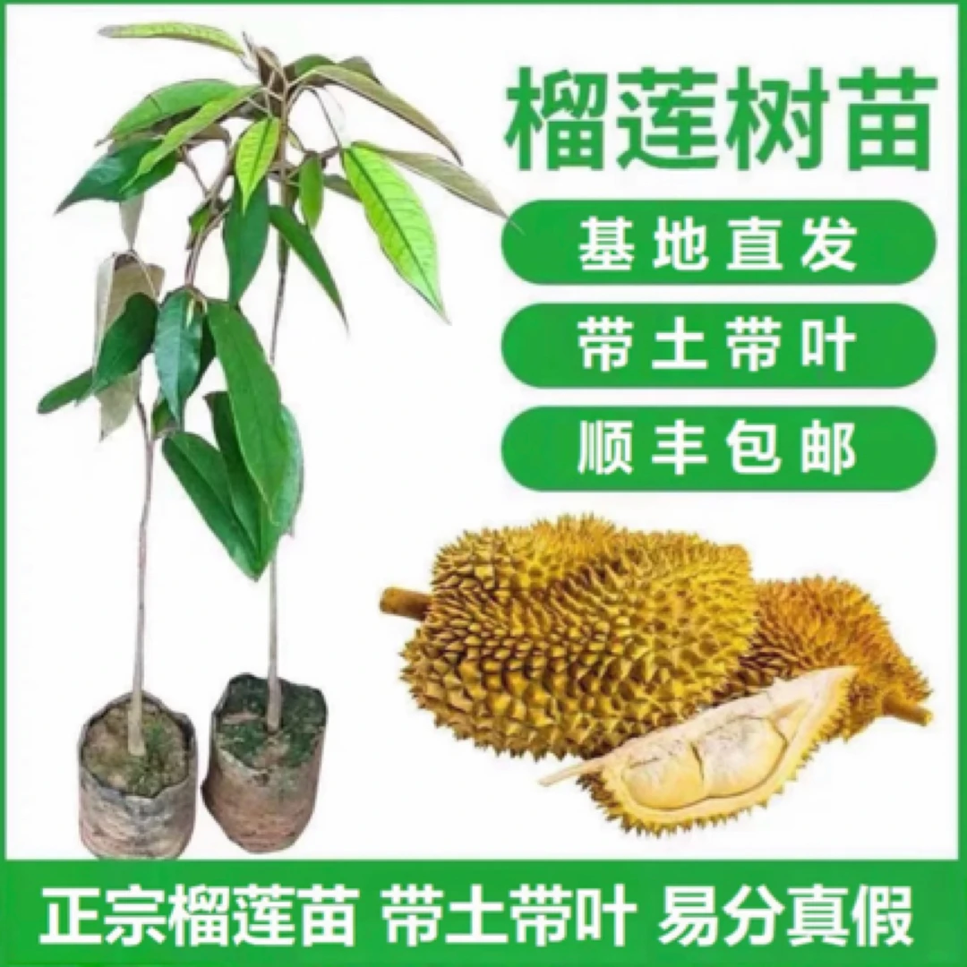 （顺丰包邮）金枕猫山王黑刺榴莲苗改良耐寒品种带土带叶子发货