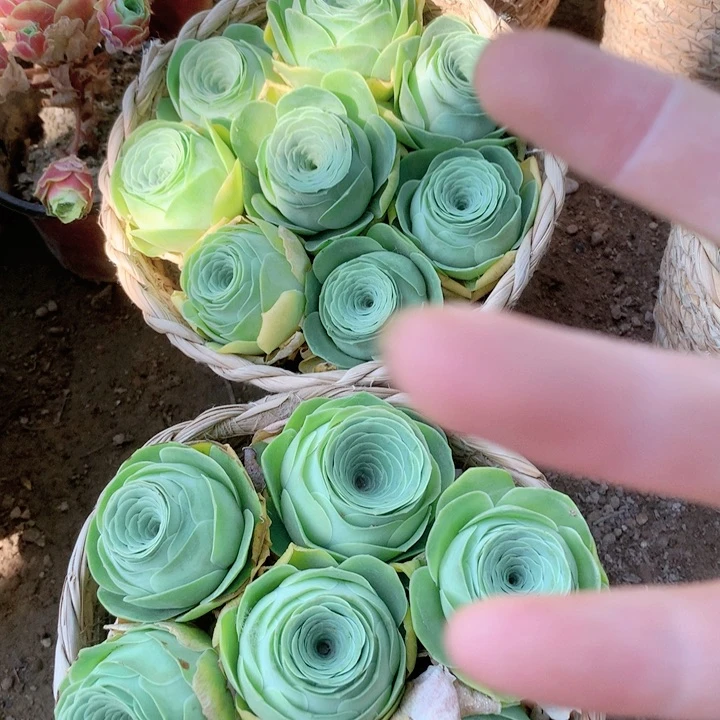 小玉玫瑰单头4厘米左右7个带框