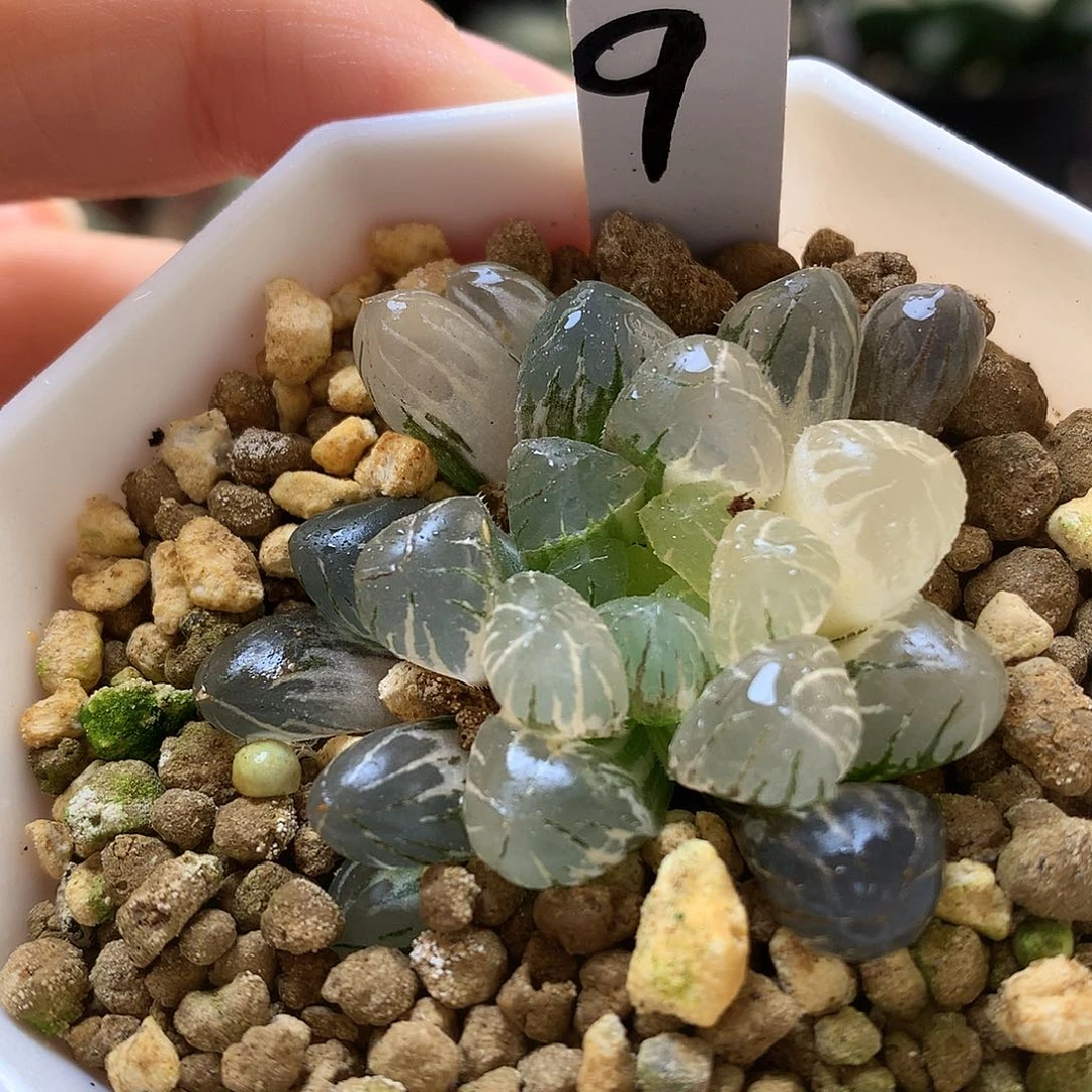 冰灯玉露锦集呢，qumuyx