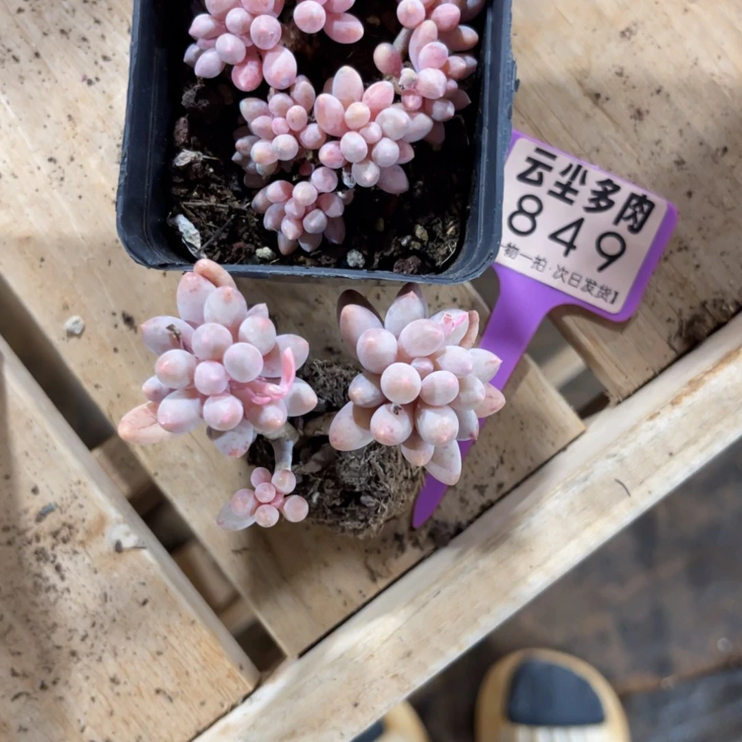 G**i云尘多肉一物一拍849