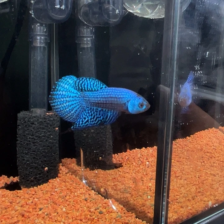 斗鱼29号原斗外星人