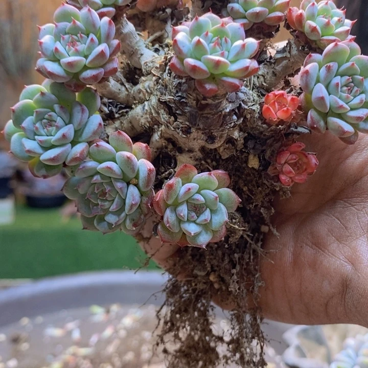 卑***晨75号姬莲多肉植物